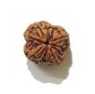 Four Face Rudraksha