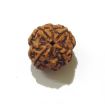 Four Face Rudraksha