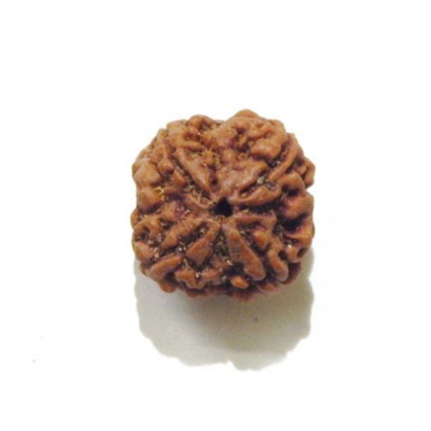 Four Face Rudraksha