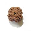 Four Face Rudraksha