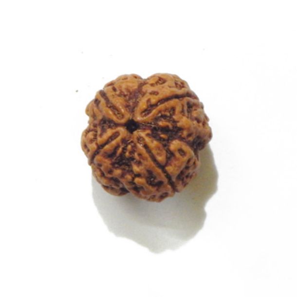 Four Face Rudraksha