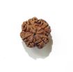 Four Face Rudraksha