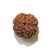 Four Face Rudraksha