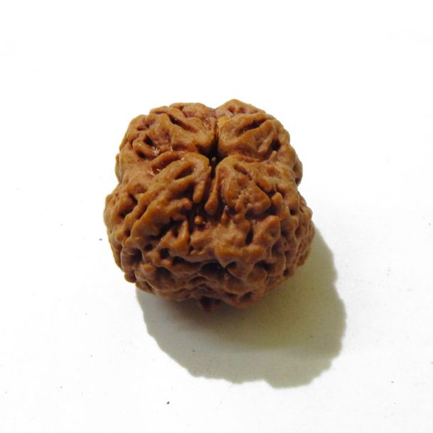 Four Face Rudraksha