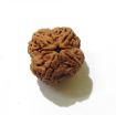 Four Face Rudraksha