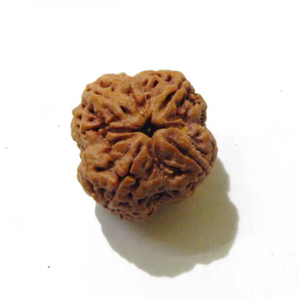 Four Face Rudraksha