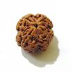 Four Face Rudraksha