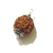 Four Face Rudraksha with Single Loop