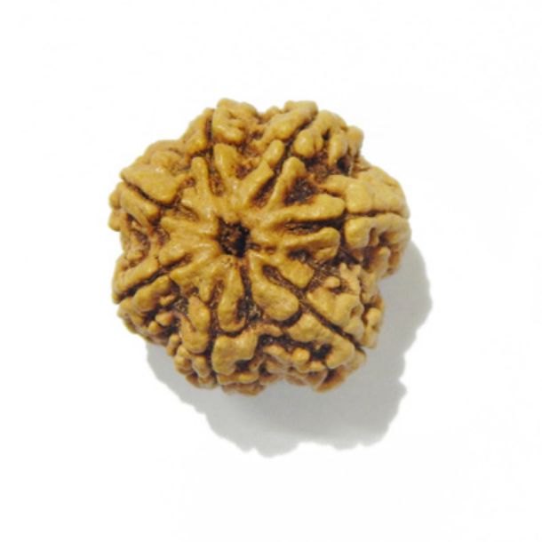 Six Face Rudraksha