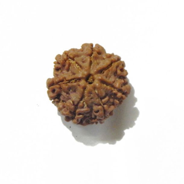 Six Face Rudraksha