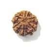 Six Face Rudraksha