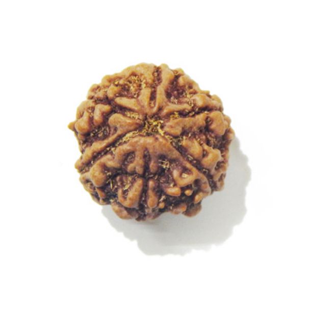 Six Face Rudraksha