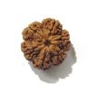 Six Face Rudraksha 