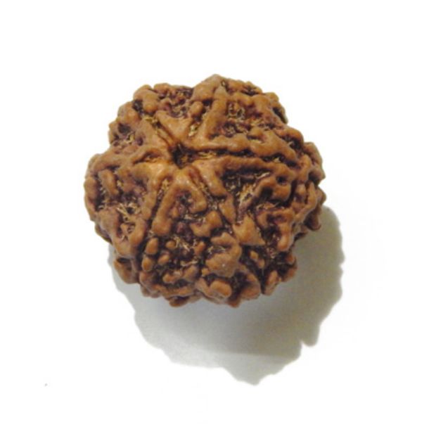 Six Face Rudraksha