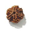 Six Face Rudraksha