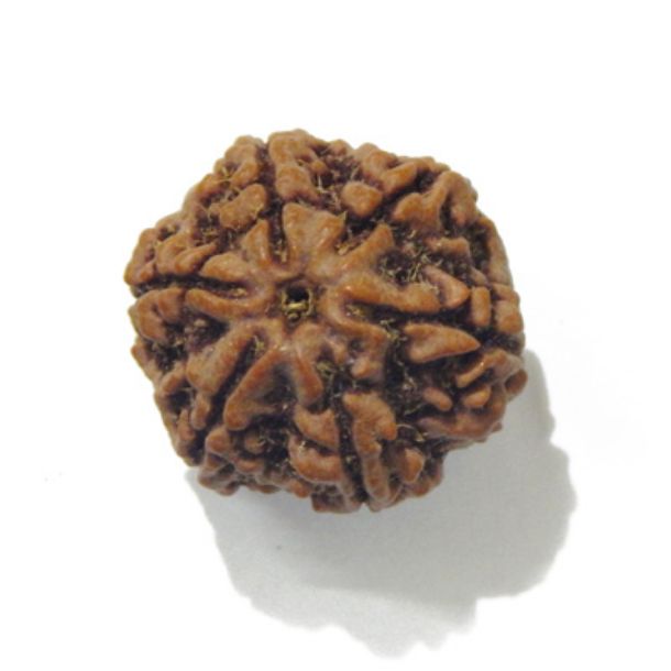 Six Face Rudraksha