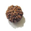 Six Face Rudraksha