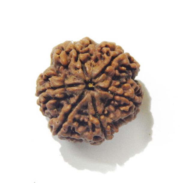 Six Face Rudraksha