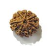 Six Face Rudraksha