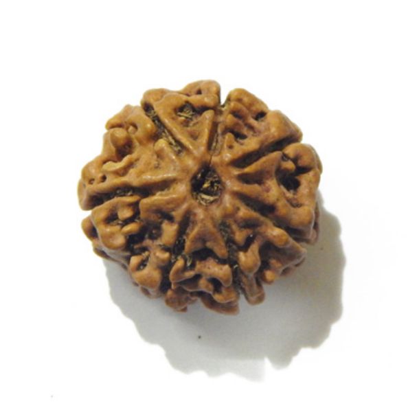 Six Face Rudraksha