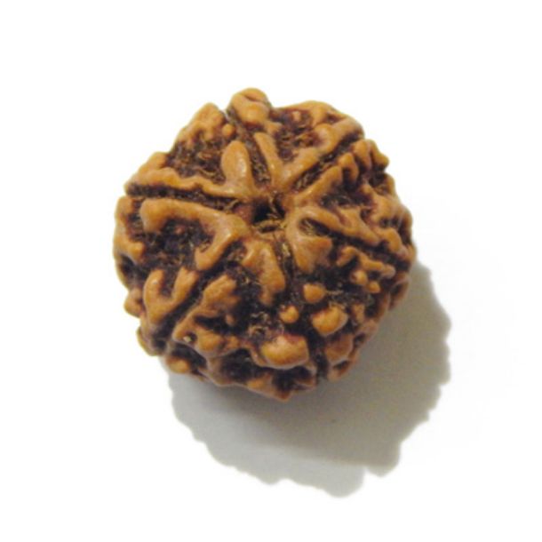 Six Face Rudraksha