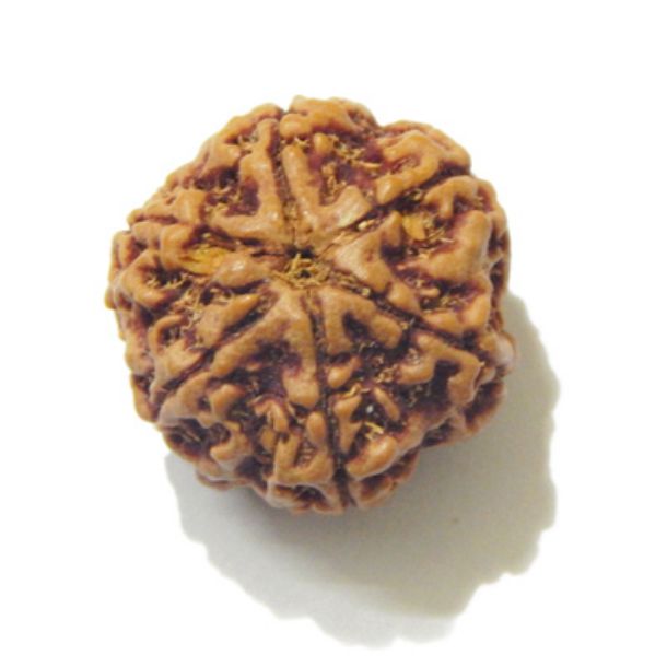 Six Face Rudraksha