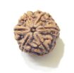 Six Face Rudraksha