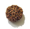 Six Face Rudraksha