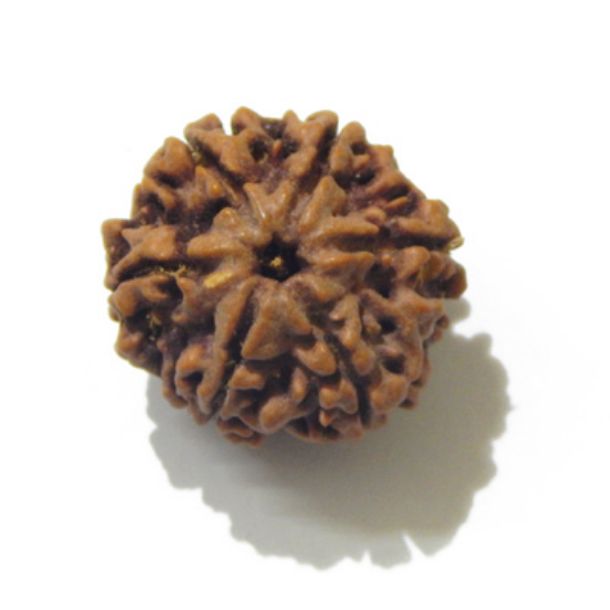 Six Face Rudraksha