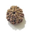 Six Face Rudraksha