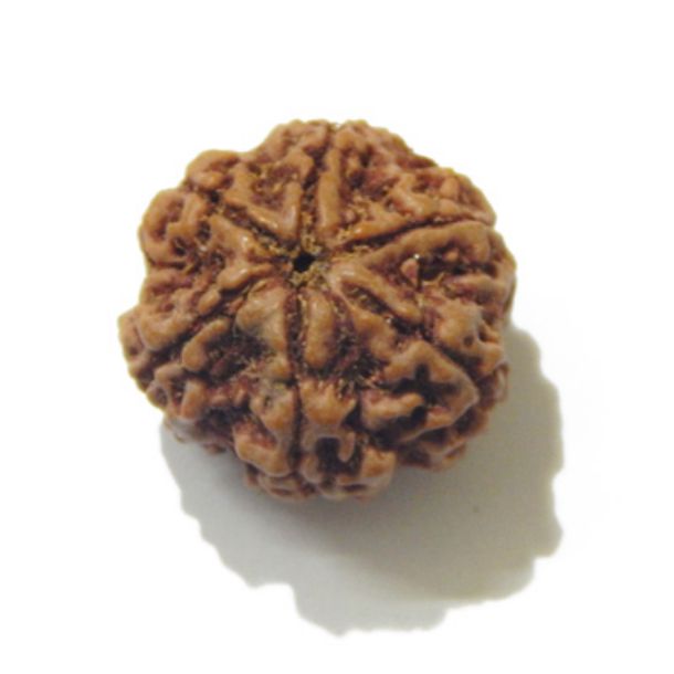 Six Face Rudraksha