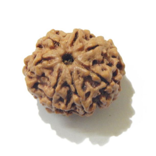 Six Face Rudraksha