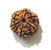 Six Face Rudraksha