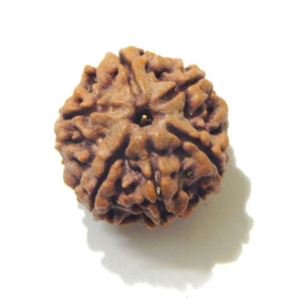 Six Face Rudraksha