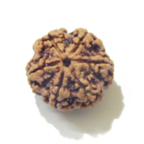 Six Face Rudraksha