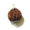 Six Face Rudraksha with Single Loop