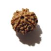 Seven Face Rudraksha