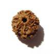 Seven Face Rudraksha