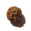 Seven Face Rudraksha 