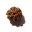 Seven Face Rudraksha