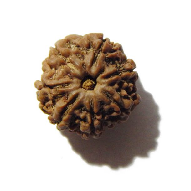 Seven Face Rudraksha 