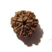 Seven Face Rudraksha