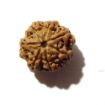 Seven Face Rudraksha 