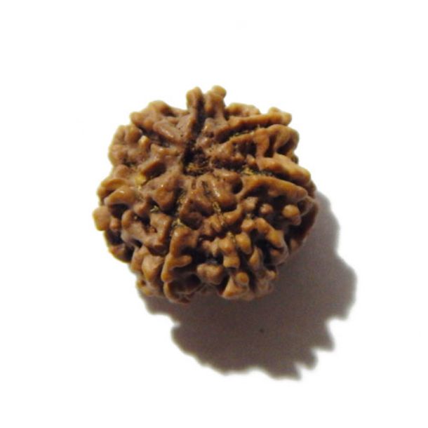 Seven Face Rudraksha