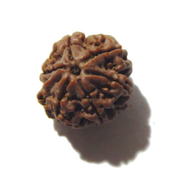 Seven Face Rudraksha