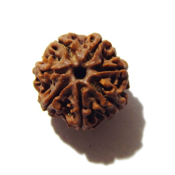 Seven Face Rudraksha