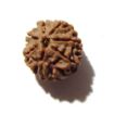 Seven Face Rudraksha 