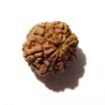 Seven Face Rudraksha