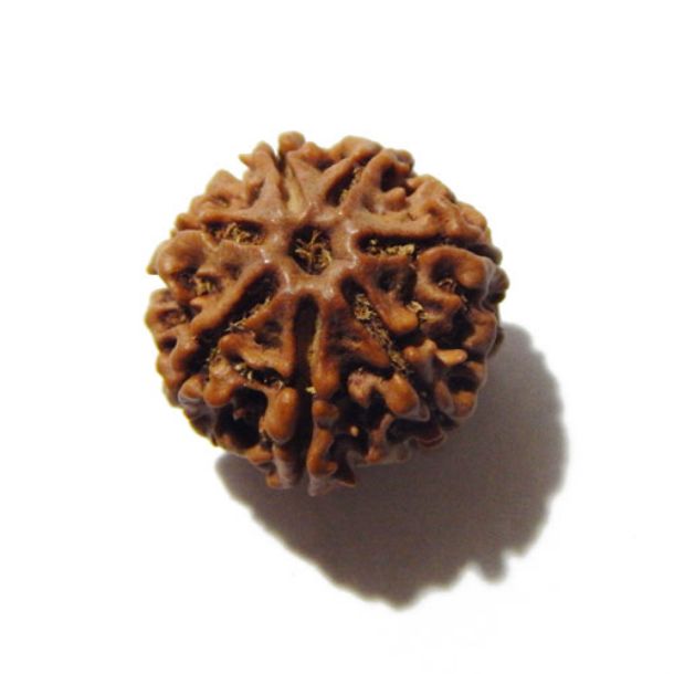 Seven Face Rudraksha 