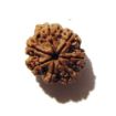 Seven Face Rudraksha 